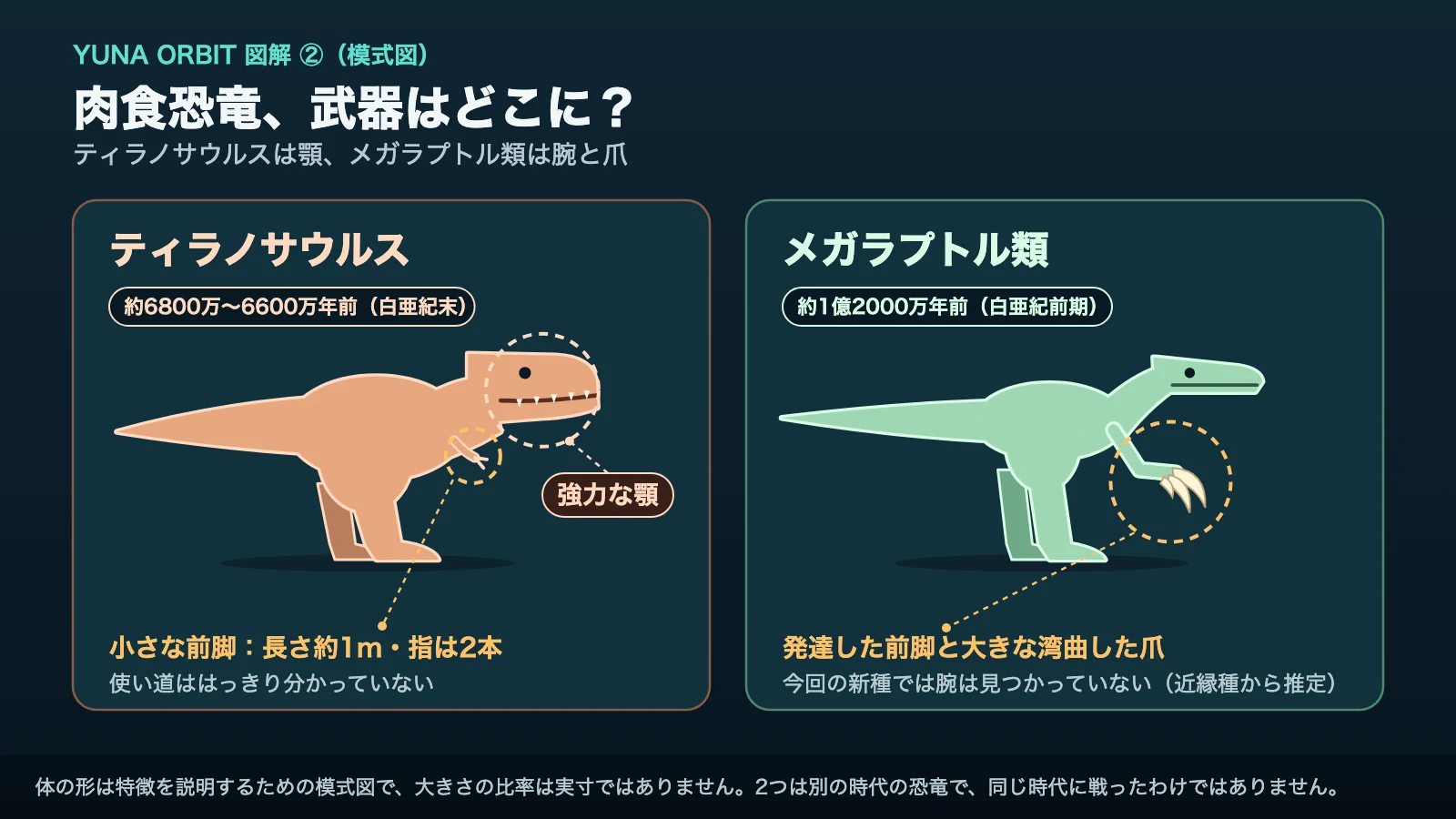ティラノサウルスは強力な顎、メガラプトル類は発達した前脚と大きな湾曲した爪が武器であることを示す模式図。ティラノサウルスの前脚は約1mで指は2本