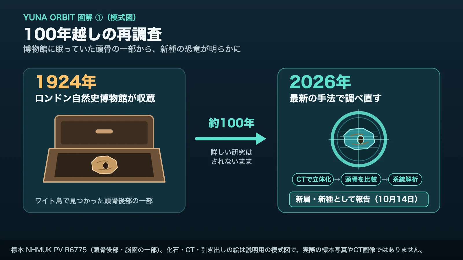 1924年に博物館が化石を収蔵し、約100年後の2026年にCTスキャン・頭骨の比較・系統解析で新属・新種と報告されるまでの流れを示す模式図