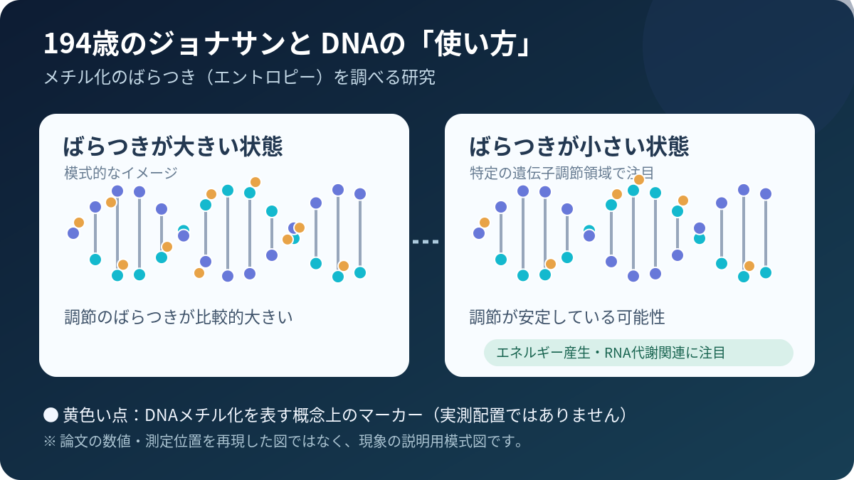 DNAメチル化エントロピーのイメージ図。研究データをそのまま再現したものではない