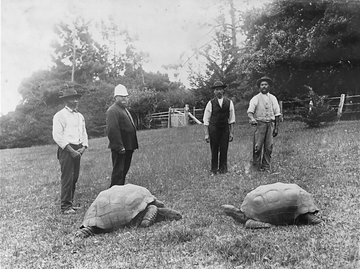 1886年に撮影された2匹のゾウガメ。左がジョナサンとされる歴史写真